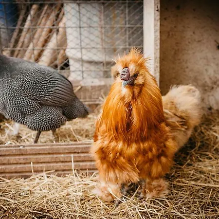 Adnev Bohemia Alojamento de Turismo Rural Kunžak